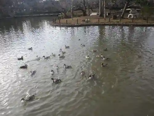 鶴岡八幡宮の庭園