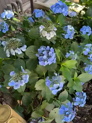 川越八幡宮(埼玉県)