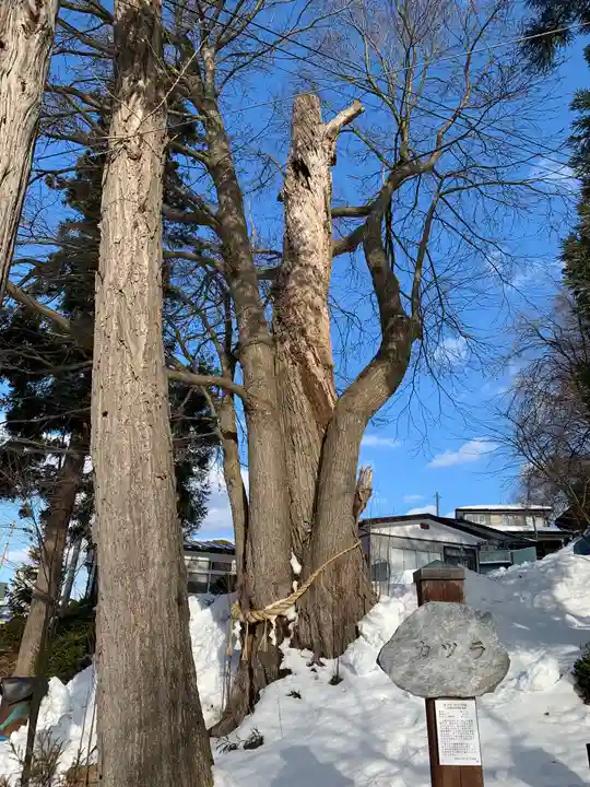 武内神社の自然