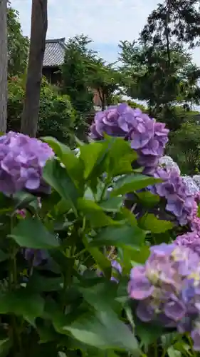 三鈷寺(京都府)