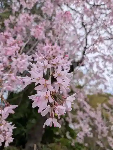阿佐ヶ谷神明宮(東京都)