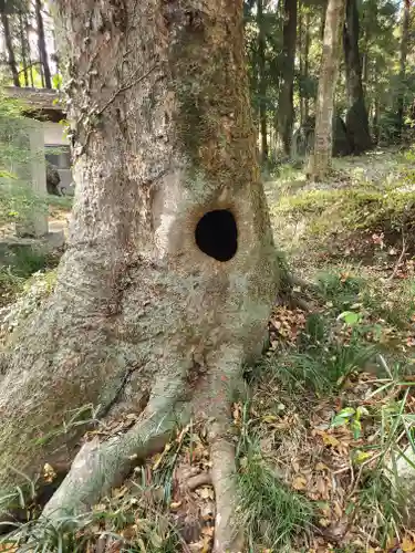 飯名神社の自然