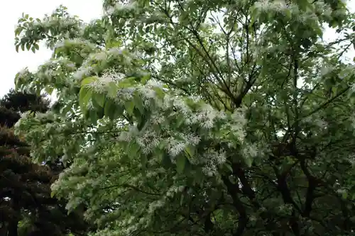 開成山大神宮の庭園