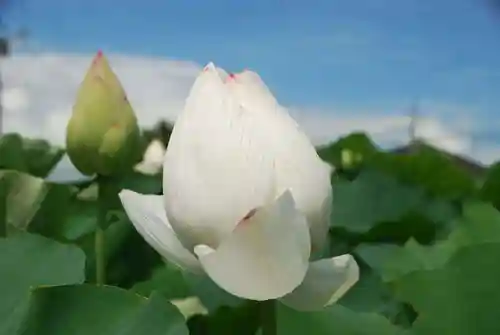 浄名寺(山口県)