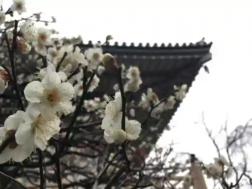 東長谷寺　薬王院の自然