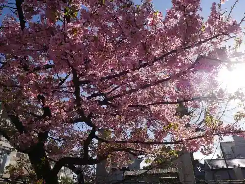 今戸神社の自然