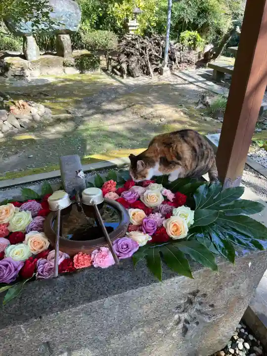吾平津神社の{uncategorized: "未分類", other: "その他", undefined: "問題あり", building: "その他建物", grave: "お墓", sacred_gate: "鳥居", guardian: "狛犬", statue: "像", buddha: "仏像", history: "歴史", nature: "自然", garden: "庭園", animal: "動物", pagoda: "塔", temizu: "手水舎", mountain_gate: "山門・神門", sanctuary: "本殿・本堂", subordinate: "末社・摂社", art: "芸術", scenery: "景色", jizo: "地蔵", ema: "絵馬", goshuin: "御朱印", omikuji: "おみくじ", items: "授与品その他", amulet: "お守り", goshuincho: "御朱印帳", eats: "食事", festival: "お祭り", votive_dance: "神楽", shichigosan: "七五三参", wedding: "結婚式", experience: "体験その他", initially: "初詣", around: "周辺", anti_infection: "感染症対策"}