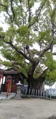伯光神社の自然