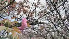 平野神社の自然