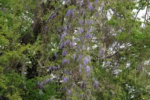 藤稲荷神社の自然