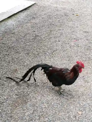石上神宮の{uncategorized: "未分類", other: "その他", undefined: "問題あり", building: "その他建物", grave: "お墓", sacred_gate: "鳥居", guardian: "狛犬", statue: "像", buddha: "仏像", history: "歴史", nature: "自然", garden: "庭園", animal: "動物", pagoda: "塔", temizu: "手水舎", mountain_gate: "山門・神門", sanctuary: "本殿・本堂", subordinate: "末社・摂社", art: "芸術", scenery: "景色", jizo: "地蔵", ema: "絵馬", goshuin: "御朱印", omikuji: "おみくじ", items: "授与品その他", amulet: "お守り", goshuincho: "御朱印帳", eats: "食事", festival: "お祭り", votive_dance: "神楽", shichigosan: "七五三参", wedding: "結婚式", experience: "体験その他", initially: "初詣", around: "周辺", anti_infection: "感染症対策"}