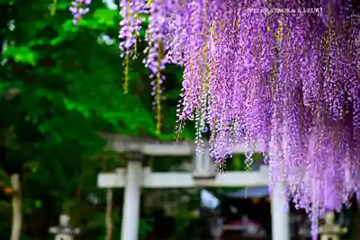 日吉神社(東京都)