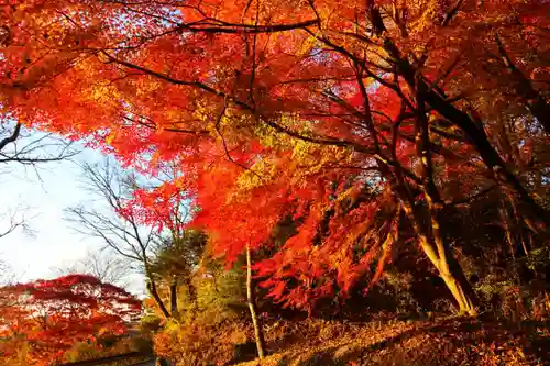 城山八幡神社の自然