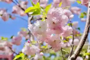 福王山 慈眼寺の自然(2022年04月18日(月) 10時25分28秒投稿)