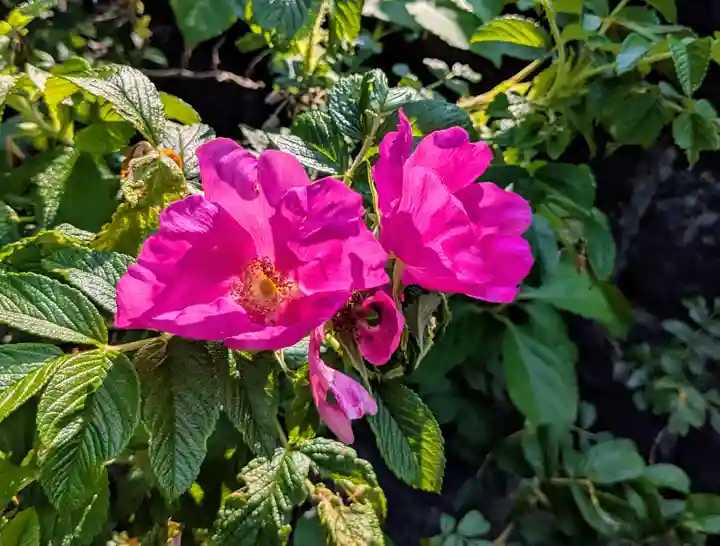刈田神社(北海道)