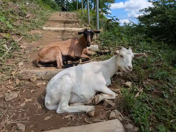 楽法寺(雨引観音)の動物
