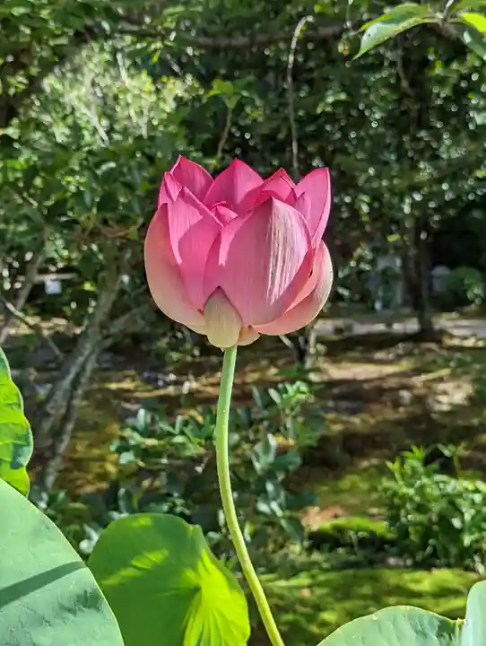 法金剛院(京都府)