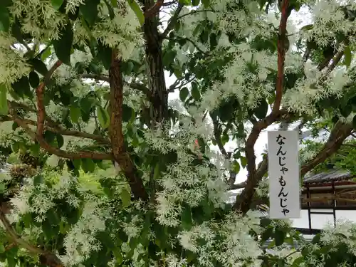 當麻寺西南院の自然