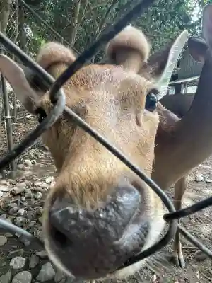 三嶋大社(静岡県)