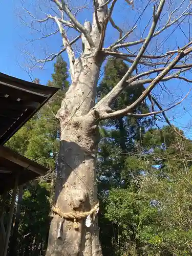横山八幡宮の自然