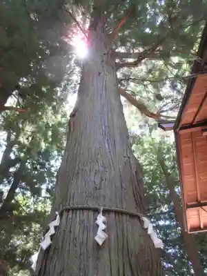 河口浅間神社のその他建物