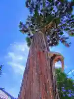 八剱神社(更屋敷)の自然