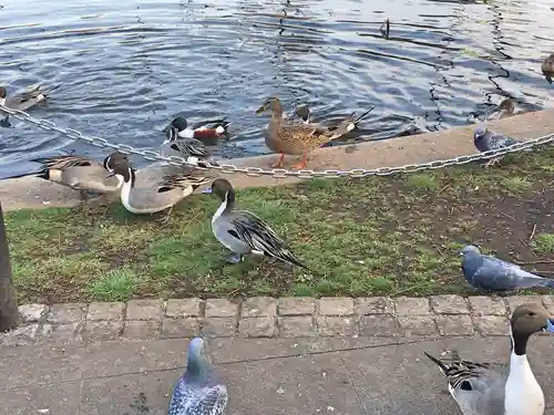 寛永寺不忍池弁天堂の動物