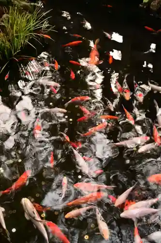椙本神社(高知県)
