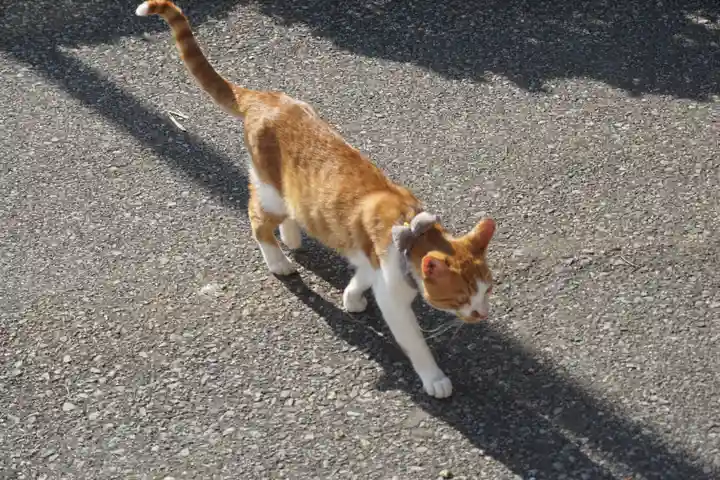 唐澤山神社の動物