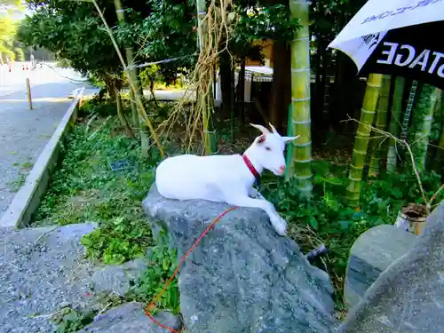 出雲大社相模分祠の動物