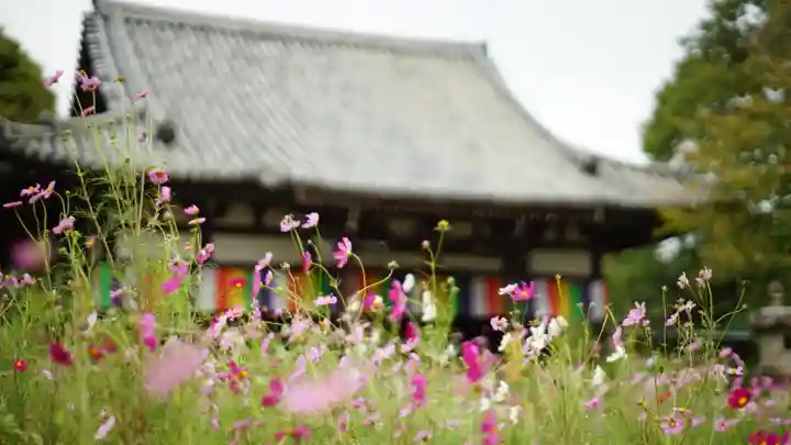 般若寺 ❁コスモス寺❁(奈良県)