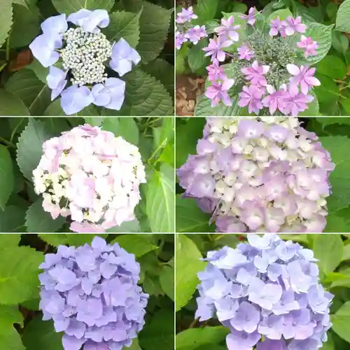 菊田神社の自然