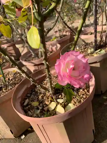 おふさ観音（観音寺）の自然