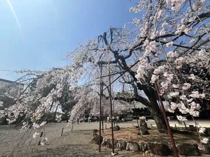 道成寺の{uncategorized: "未分類", other: "その他", undefined: "問題あり", building: "その他建物", grave: "お墓", sacred_gate: "鳥居", guardian: "狛犬", statue: "像", buddha: "仏像", history: "歴史", nature: "自然", garden: "庭園", animal: "動物", pagoda: "塔", temizu: "手水舎", mountain_gate: "山門・神門", sanctuary: "本殿・本堂", subordinate: "末社・摂社", art: "芸術", scenery: "景色", jizo: "地蔵", ema: "絵馬", goshuin: "御朱印", omikuji: "おみくじ", items: "授与品その他", amulet: "お守り", goshuincho: "御朱印帳", eats: "食事", festival: "お祭り", votive_dance: "神楽", shichigosan: "七五三参", wedding: "結婚式", experience: "体験その他", initially: "初詣", around: "周辺", anti_infection: "感染症対策"}
