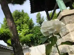 信行寺の自然(2021年06月14日(月) 10時32分18秒投稿)