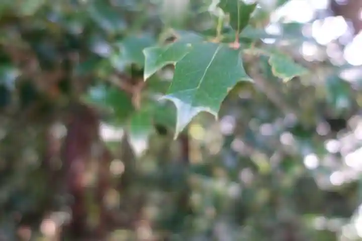 月讀宮(皇大神宮別宮)の自然