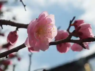 神戸神社の自然