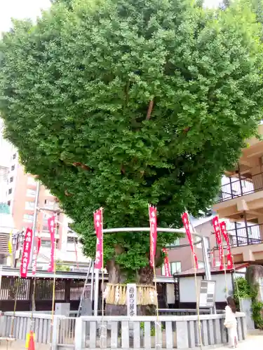 櫛田神社の自然