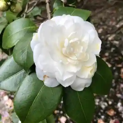 霊鑑寺門跡の自然