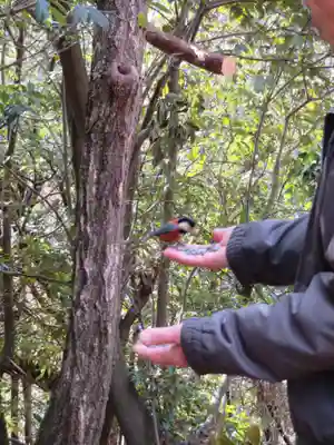 朝日山観音堂の動物
