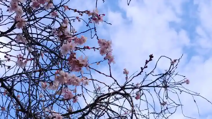 平野神社の自然