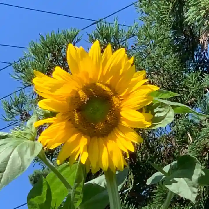 豊景神社の自然