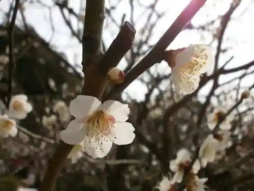 太宰府天満宮の自然