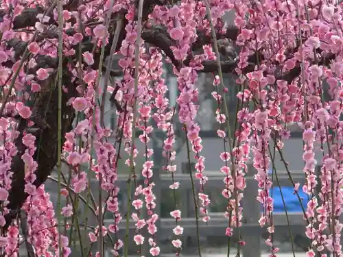 太宰府天満宮の自然