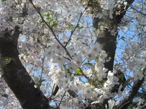 極楽寺（霊鷲山感應院極楽律寺）の自然