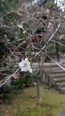 興聖寺(京都府)