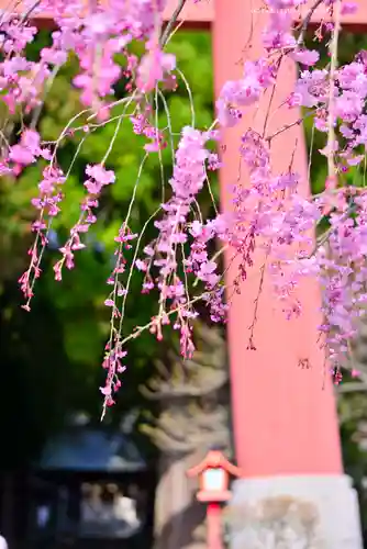 河口浅間神社(山梨県)
