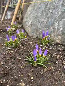 宝壽山 吉祥院の自然(2025年04月05日(土) 07時32分09秒投稿)