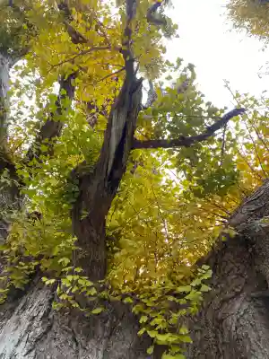 鎌数伊勢大神宮(千葉県)