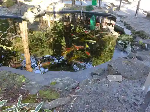 伊豆山神社の動物